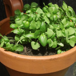 Basil For Herb Garden