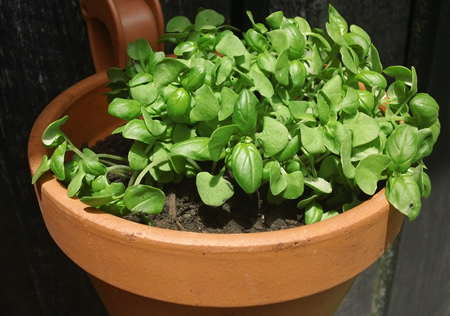 Basil For Herb Garden