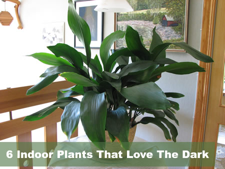 Low Light Indoor Plants