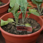3 Easy Container Gardening Tips