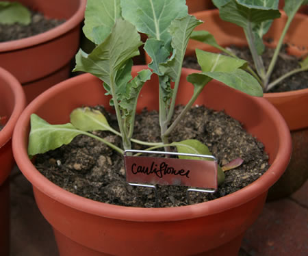 3 Easy Container Gardening Tips