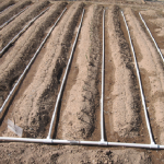 DIY $100 Drip Irrigation System