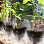 DIY Self-Watering Seed Starter Pots