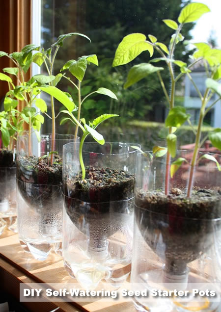 DIY Self-Watering Seed Starter Pots