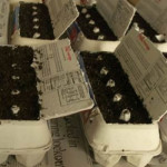 DIY Egg Carton Seedling Trays