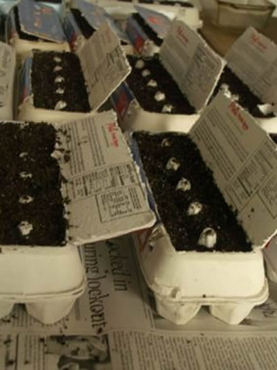 DIY Egg Carton Seedling Trays