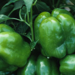 how to grow green peppers