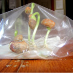 How To Grow Beans In A Plastic Bag