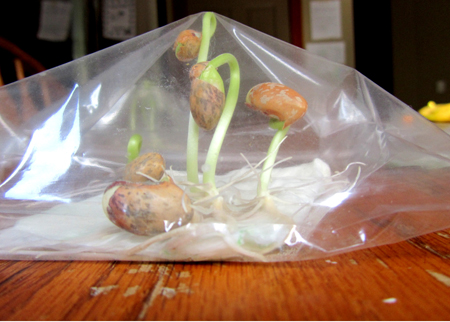 How To Grow Beans In A Plastic Bag