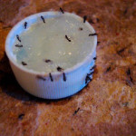 home remedy to get rid of ants