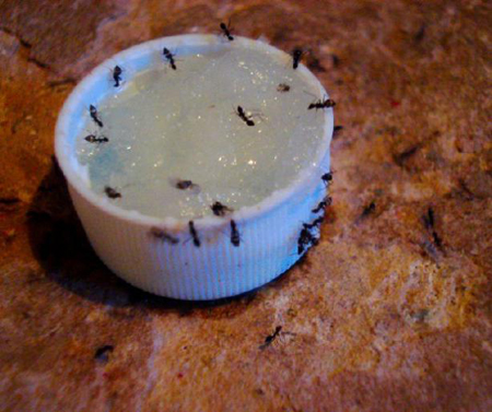 home remedy to get rid of ants
