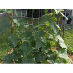 DIY How To Build A Cucumber Trellis