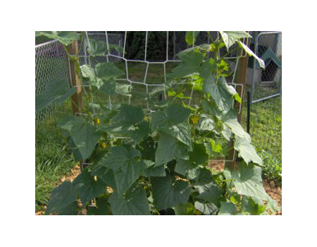 DIY How To Build A Cucumber Trellis