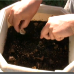 How To Grow Garlic Indoors In Containers
