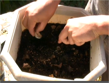 How To Grow Garlic Indoors In Containers