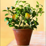 How To Grow Lemon Trees Indoors
