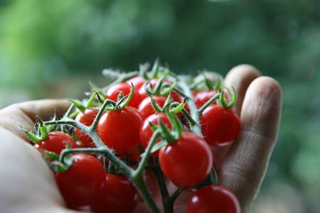 7 Benefits Of Organic Gardening
