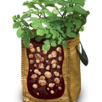 Growing Potatoes In Bags