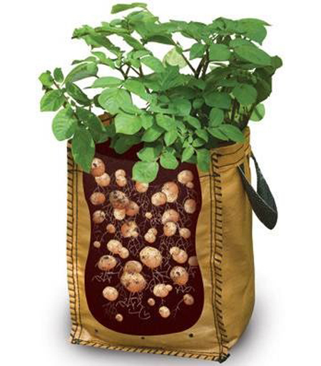 Growing Potatoes In Bags