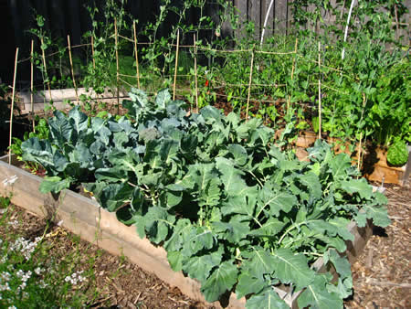 7 Advantages Of Raised Bed Gardening