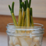 How To ReGrow Green Onions In Water