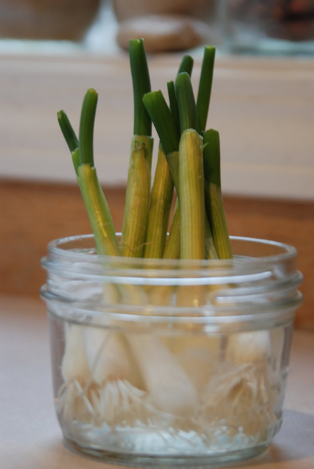 How To ReGrow Green Onions In Water