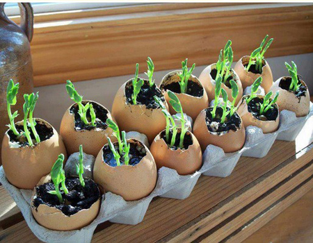 How To Plant Seeds In Eggshell Planters