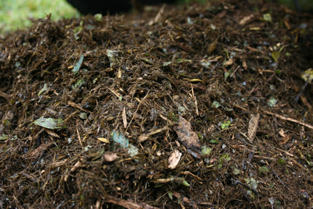 5 Garden Composting Tips