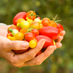 How To Grow Tomatoes Indoors In Winter