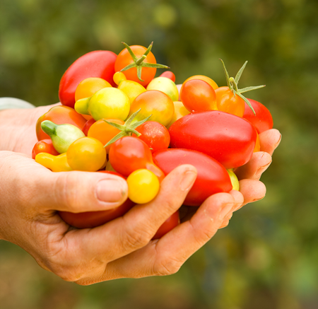 How To Grow Tomatoes Indoors In Winter