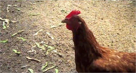 The Hazards Of Backyard Chickens