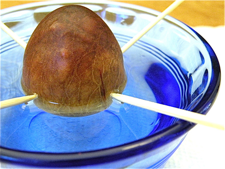 How To Grow An Avocado Tree