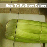 How To Regrow Celery