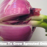 How To Grow Sprouted Onions
