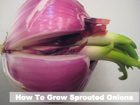 How To Grow Sprouted Onions