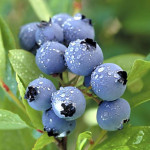 How To Grow Blueberries At Home