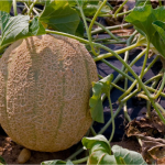 How To Grow Cantaloupes