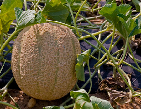 How To Grow Cantaloupes