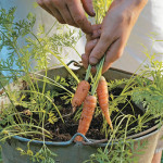 How To Grow Carrots In Containers