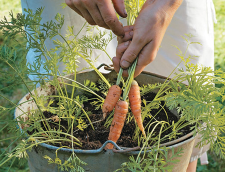 How To Grow Carrots In Containers