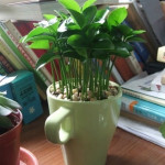 How To Plant Lemon Seeds Indoors