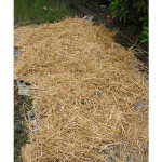 Growing Potatoes In Straw