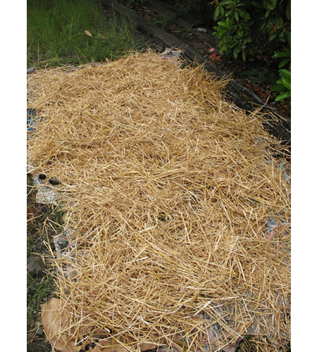 Growing Potatoes In Straw