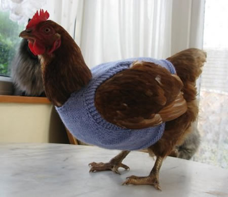 Chicken Sweater Knitting Pattern