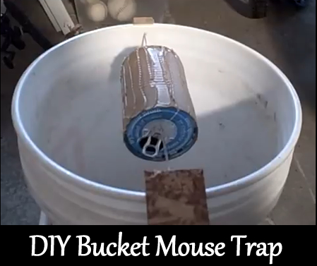DIY 5 Gallon Bucket Mouse Trap