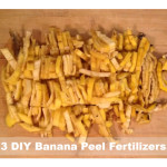 3 DIY Banana Peel Organic Fertilizers