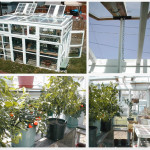 DIY Greenhouse Made From Old Windows
