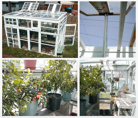 DIY Greenhouse Made From Old Windows