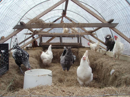 DIY Hoop Chicken Coop
