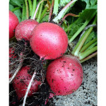 Growing Radishes In Containers